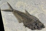 Detailed Fossil Fish (Diplomystus) - Wyoming #158561-1
